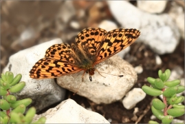 <p>PERLEŤOVEC NEJMENŠÍ (Boloria dia) ---- /Weaver's fritillary - Magerrasen-Perlmutterfalter/</p>